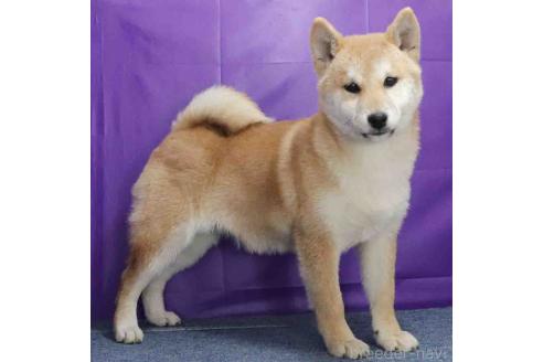 成約済の愛知県の柴犬-335252の2枚目